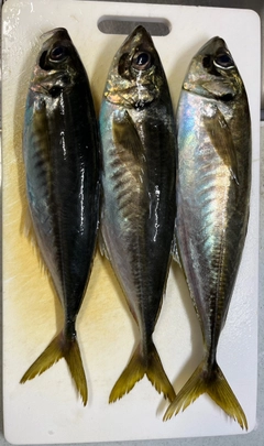 マアジの釣果