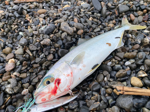 ワカシの釣果