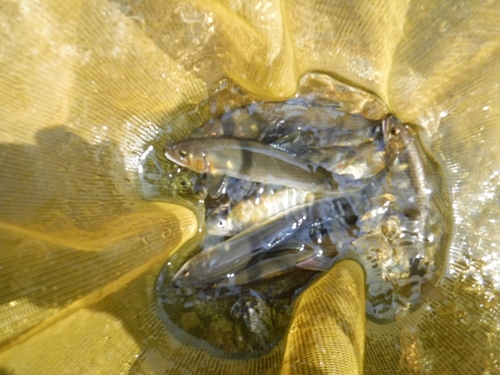 アユの釣果