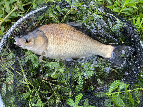 フナの釣果