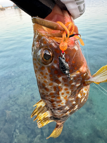 キジハタの釣果