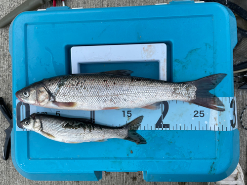 マルタウグイの釣果