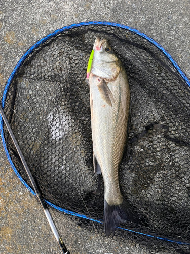 シーバスの釣果