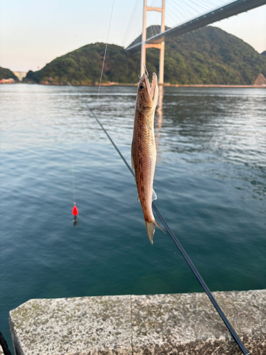 マエソの釣果