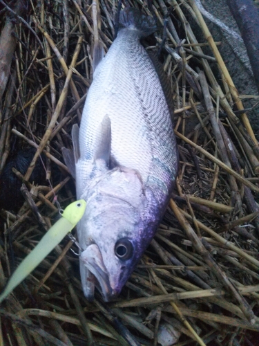 ニベの釣果