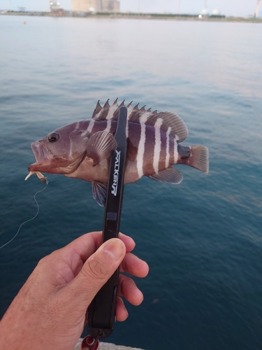 アオハタの釣果