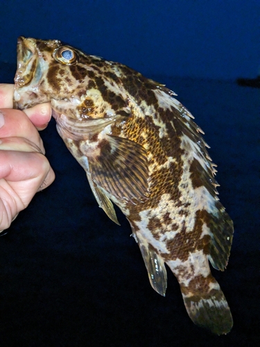 タケノコメバルの釣果