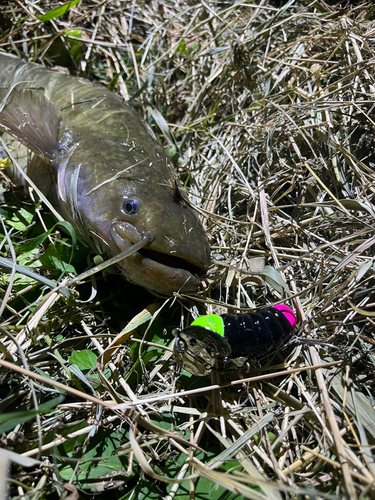 ナマズの釣果