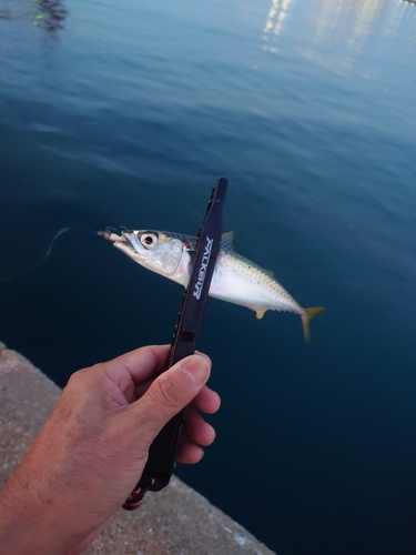 サバの釣果