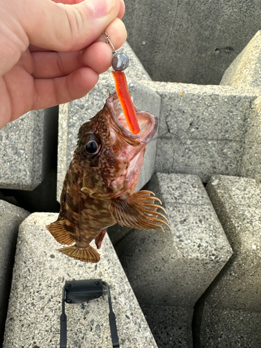 カサゴの釣果