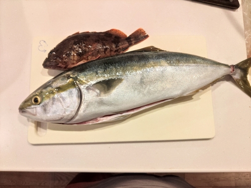 ハマチの釣果