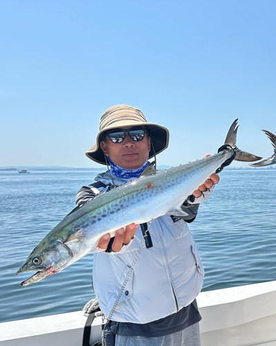 サワラの釣果