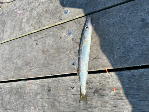 カマスの釣果