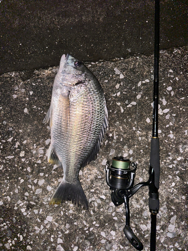 チヌの釣果