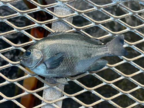 メジナの釣果