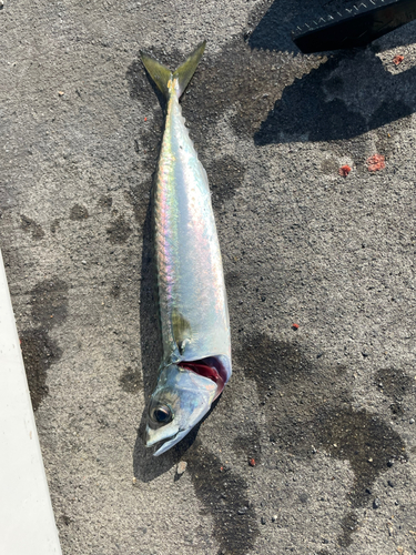 マサバの釣果