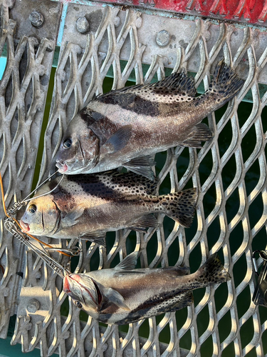 コショウダイの釣果