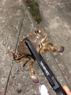 カニの釣果