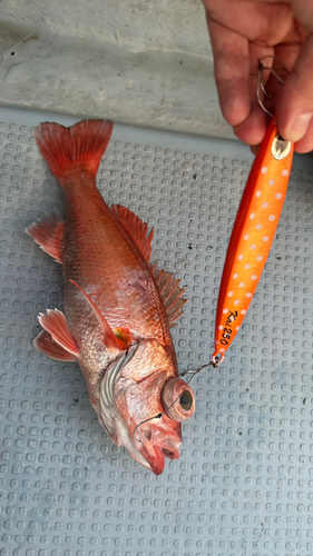 アカムツの釣果