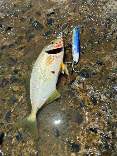 ショゴの釣果