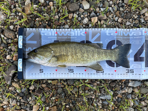 スモールマウスバスの釣果