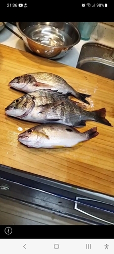 クロダイの釣果