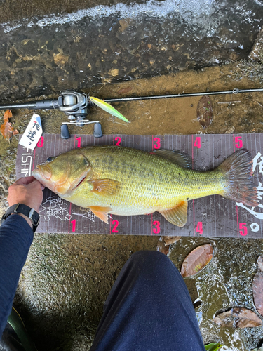 ブラックバスの釣果