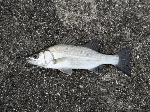 スズキの釣果