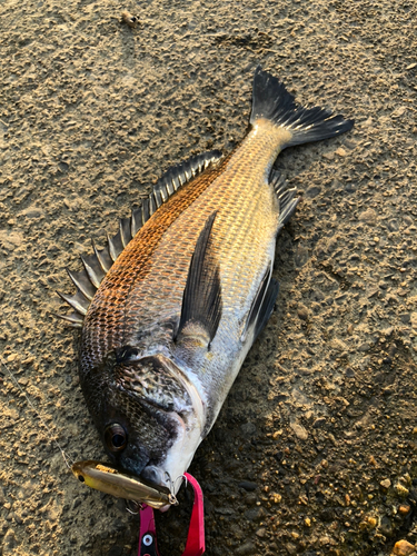 クロダイの釣果