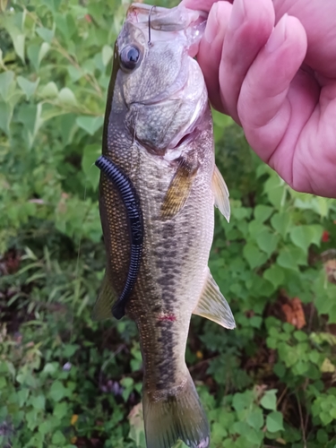 ラージマウスバスの釣果