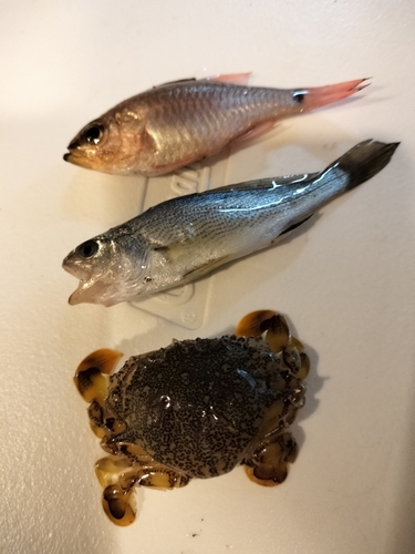 釣果