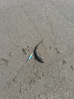 コチの釣果