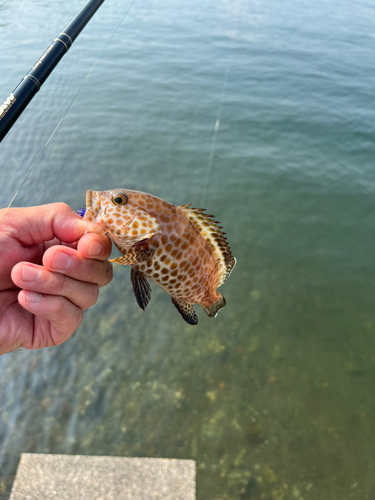 オオモンハタの釣果