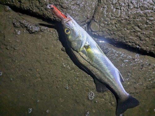 セイゴ（マルスズキ）の釣果