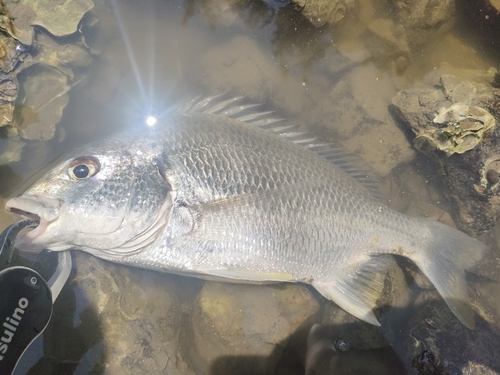 キビレの釣果