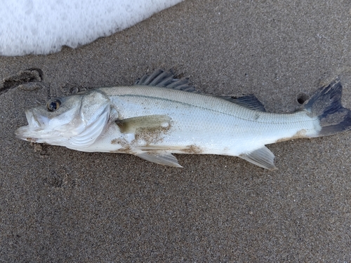 セイゴ（マルスズキ）の釣果