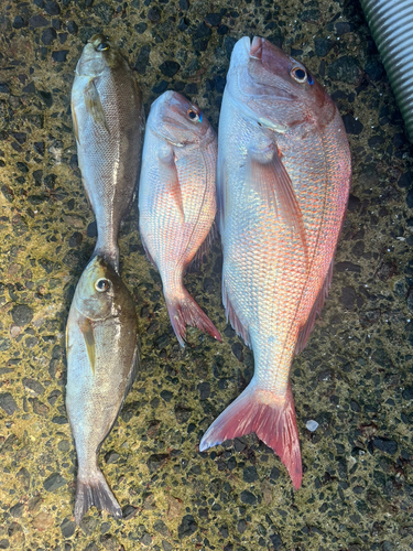 タイの釣果