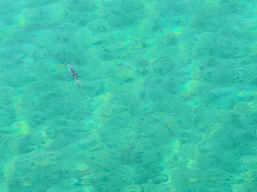 ミナミハタンポの釣果