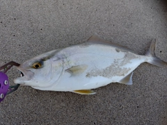 ショゴの釣果