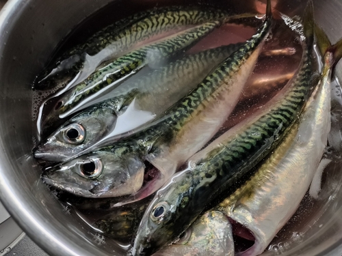 サバの釣果