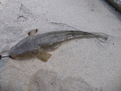 マゴチの釣果