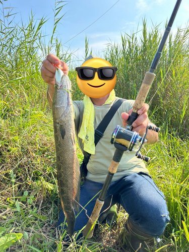 ライギョの釣果