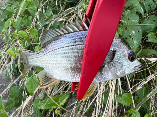 キビレの釣果