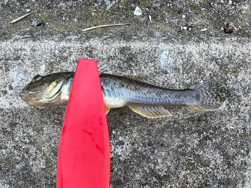 ハゼの釣果