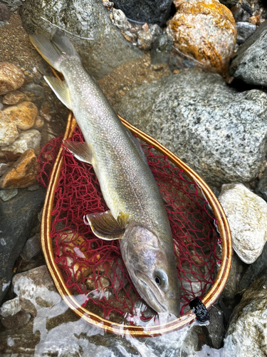 ニッコウイワナの釣果