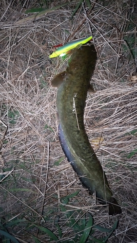 ナマズの釣果