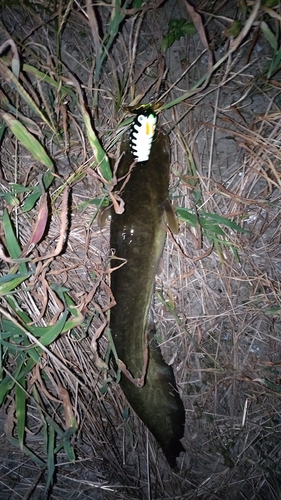 ナマズの釣果