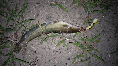 ナマズの釣果