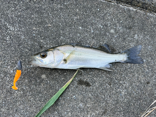 セイゴ（ヒラスズキ）の釣果