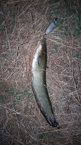 ナマズの釣果